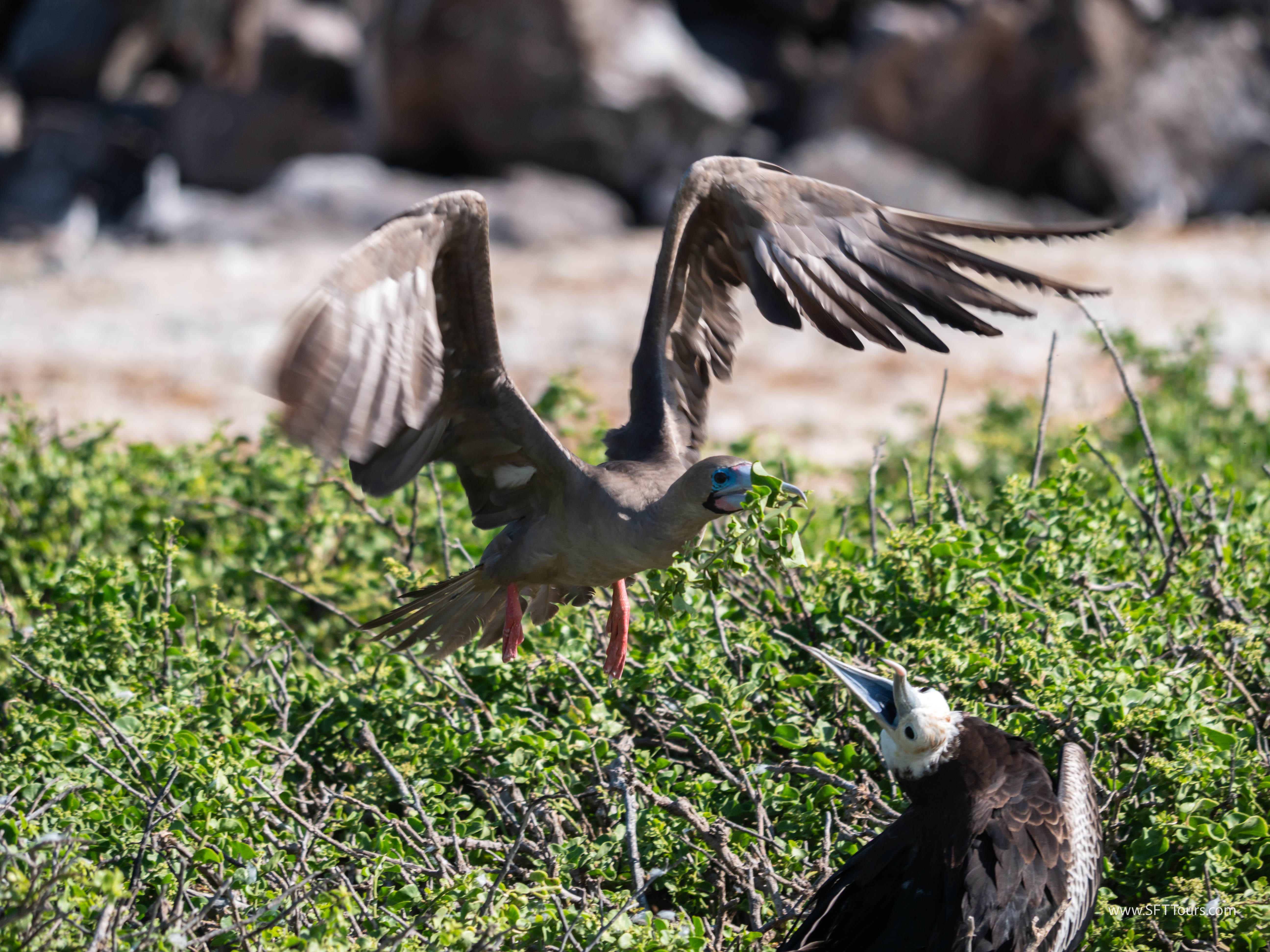 Galapagos Scouting 2025 L-87