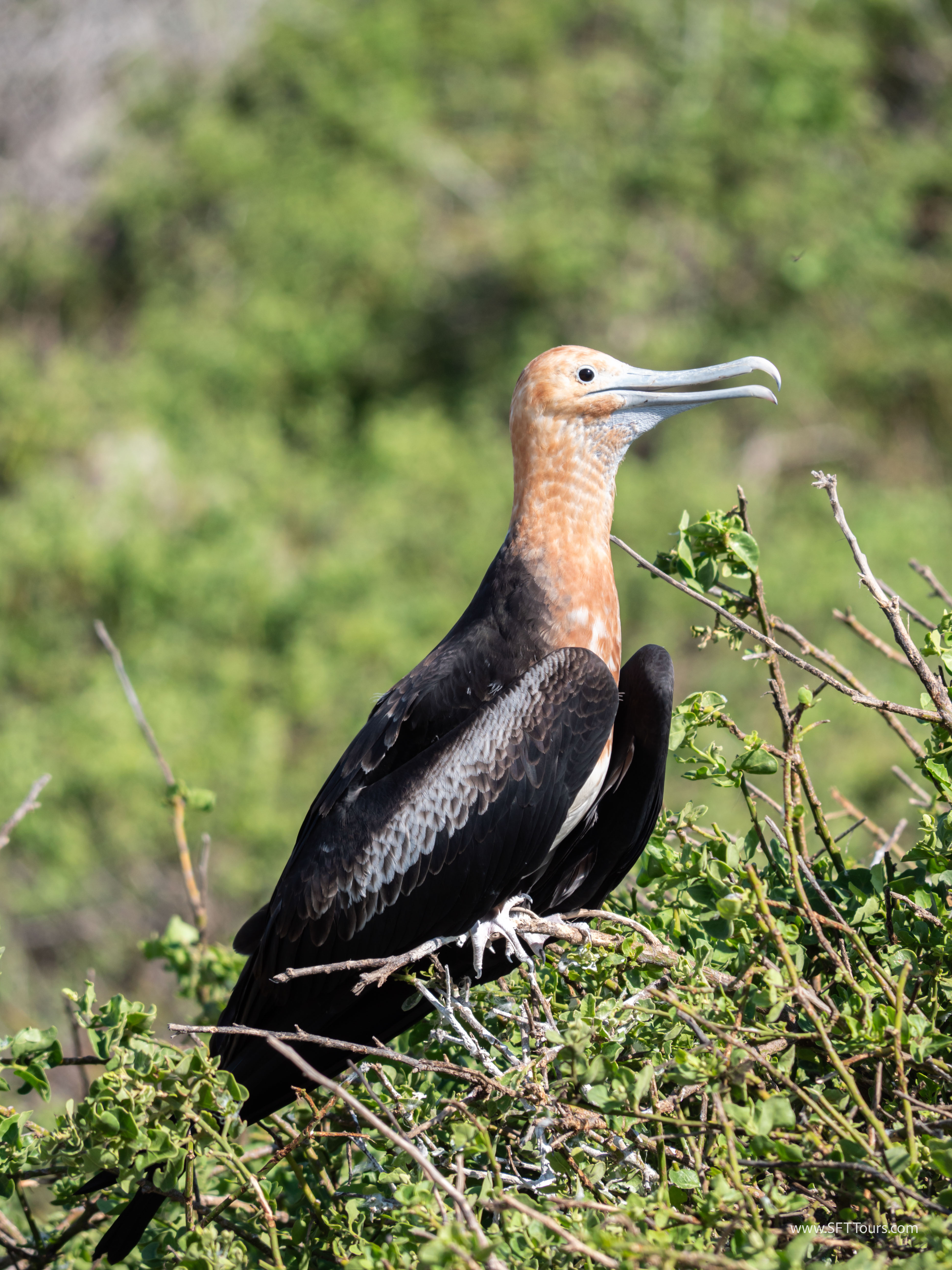 Galapagos Scouting 2025 L-91
