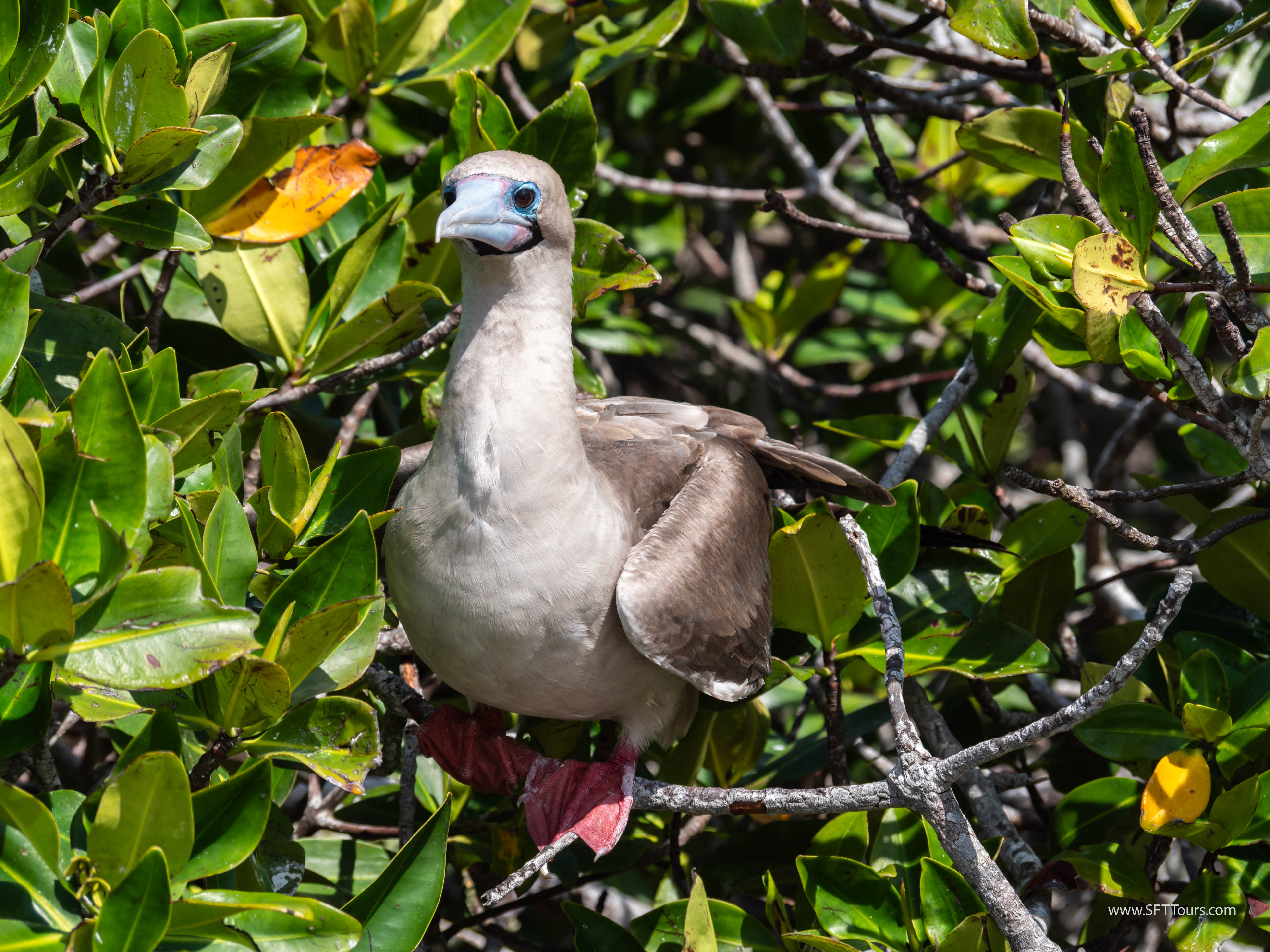 Galapagos Scouting 2025 L-96
