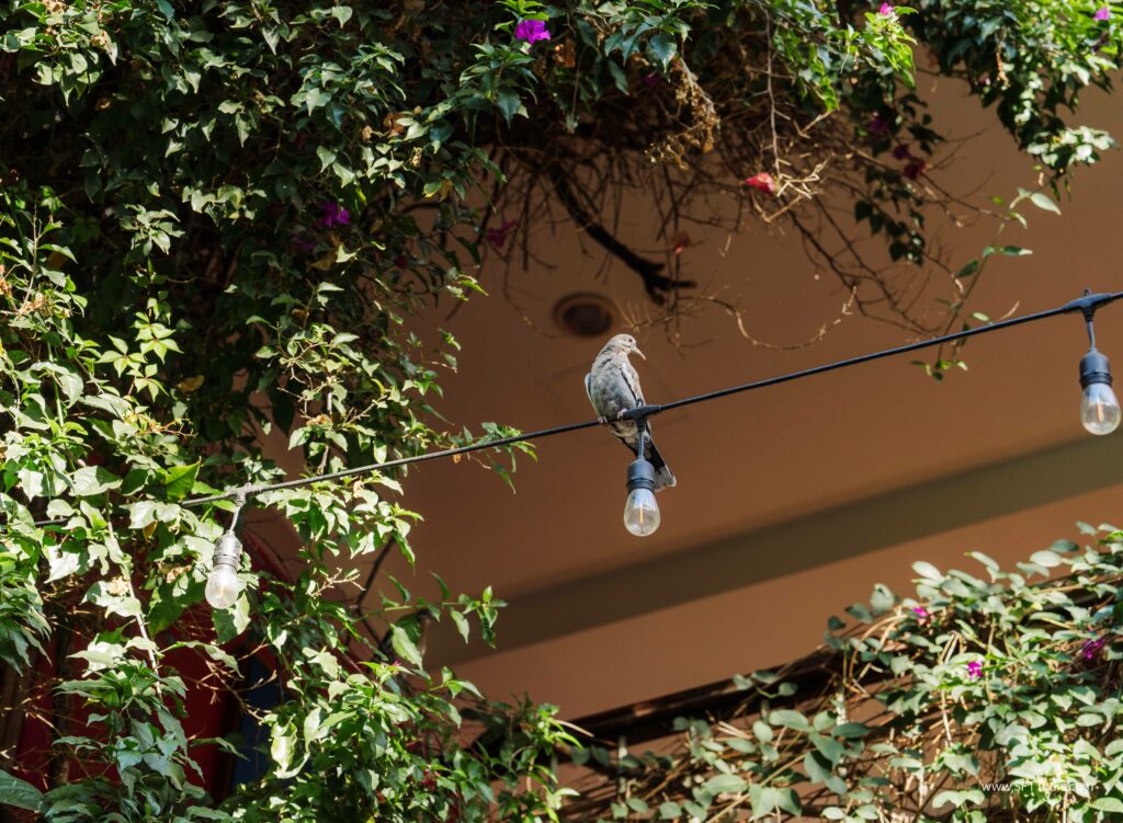 Oaxaca 2024 NYE Emily L-10