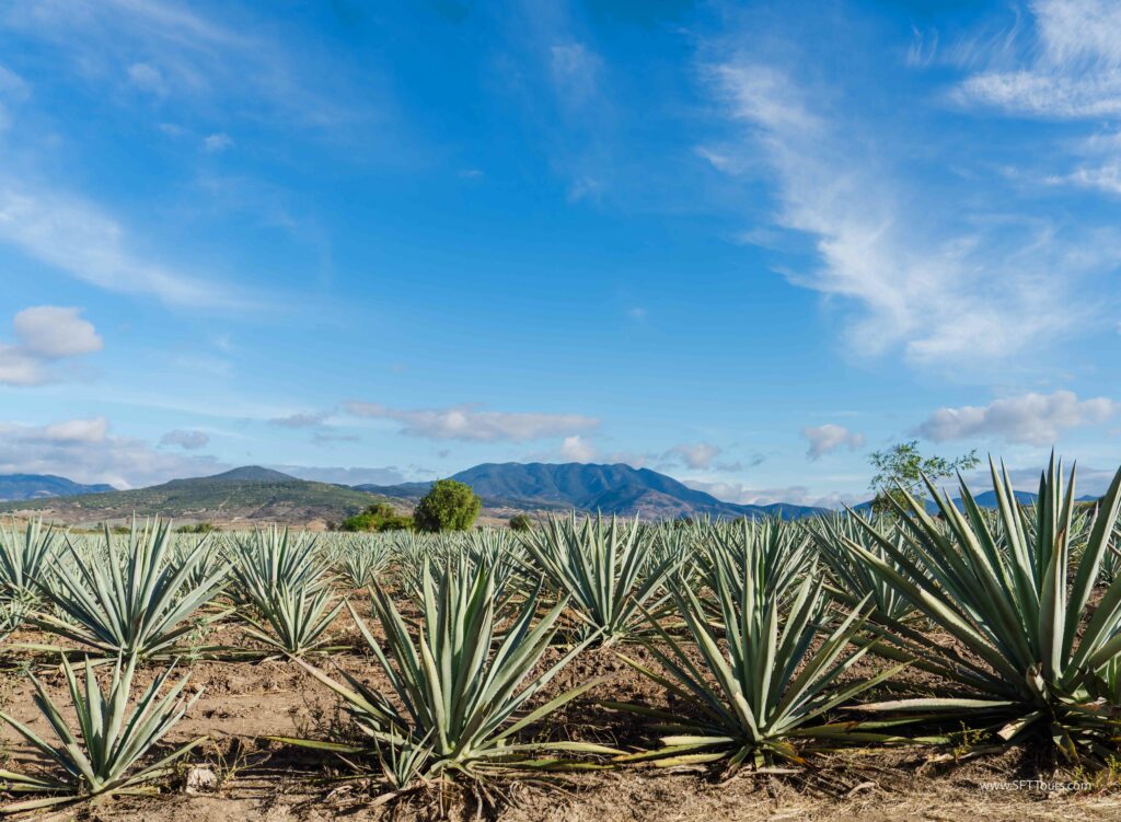 Oaxaca 2024 NYE Emily L-1025
