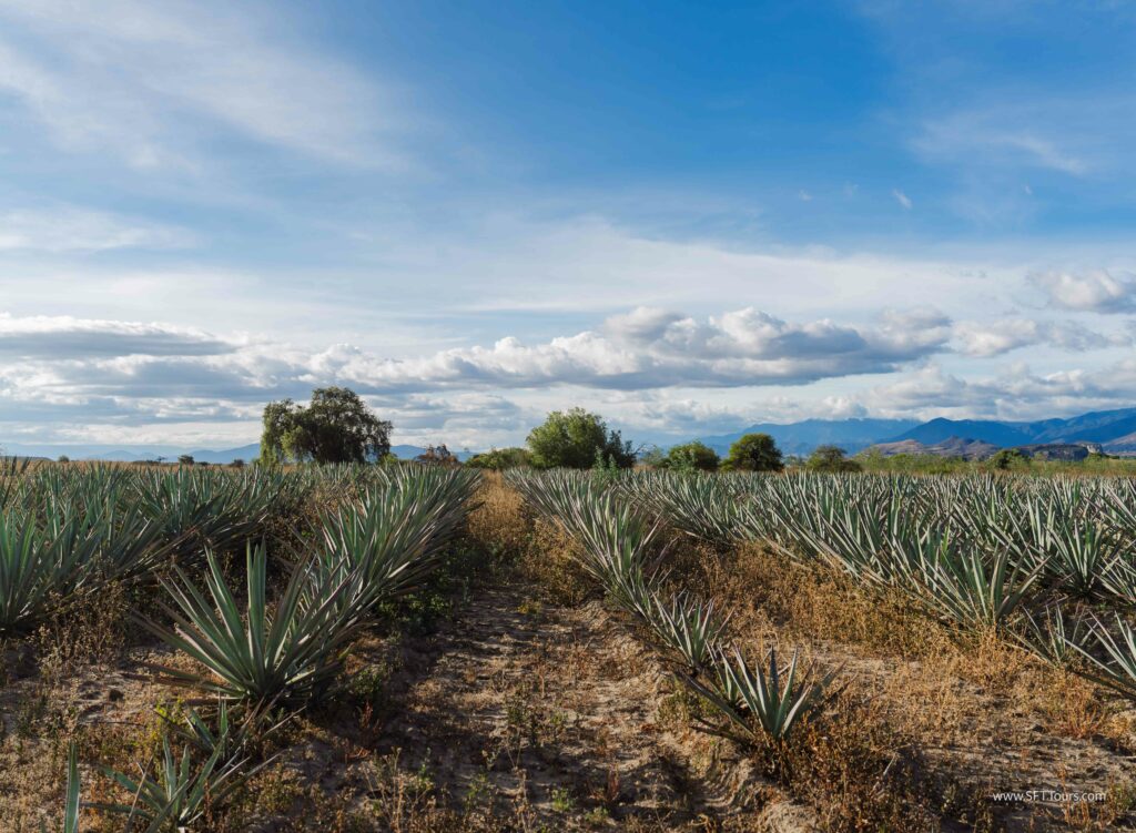 Oaxaca 2024 NYE Emily L-1048