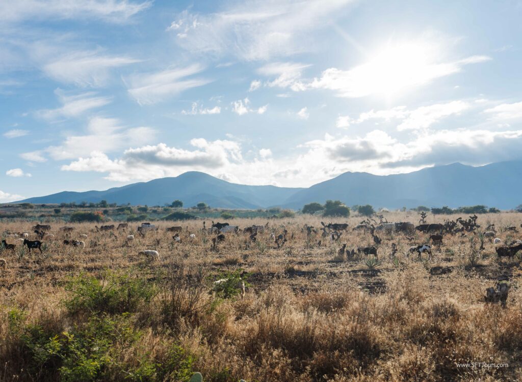 Oaxaca 2024 NYE Emily L-1049