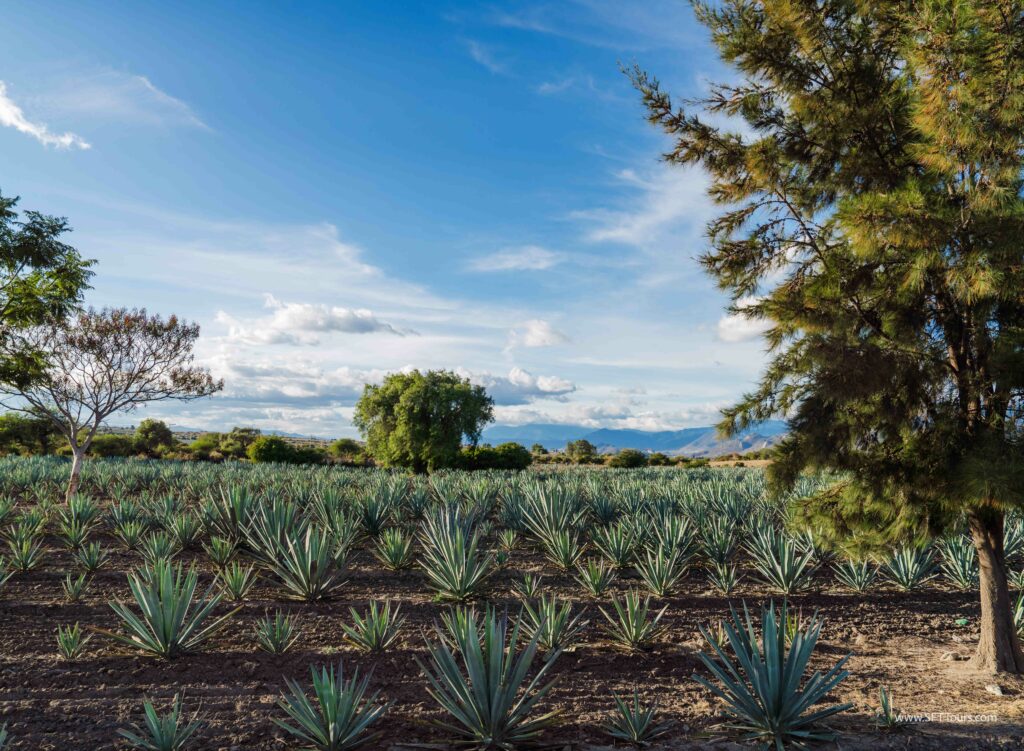 Oaxaca 2024 NYE Emily L-1051