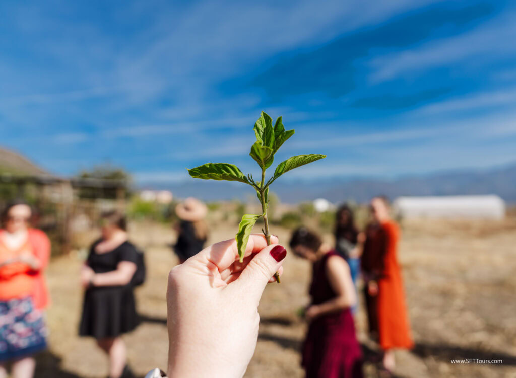 Oaxaca 2024 NYE Emily L-316