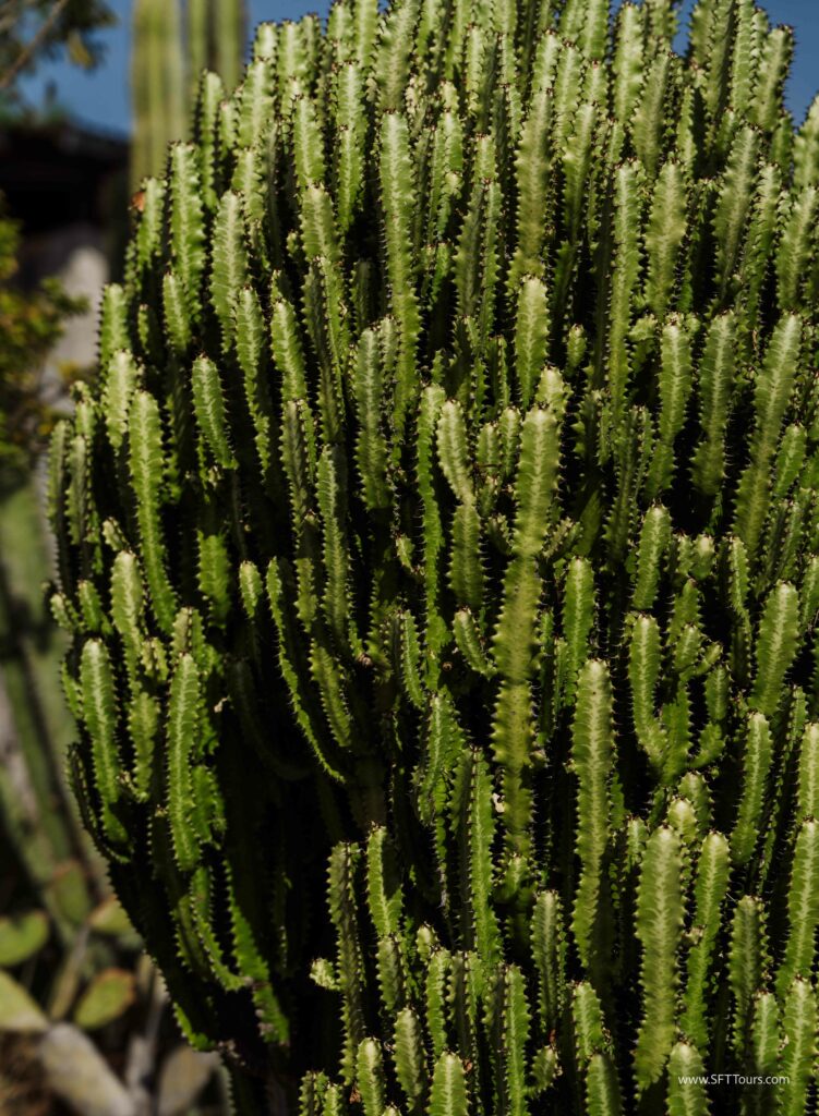 Oaxaca 2024 NYE Emily L-327