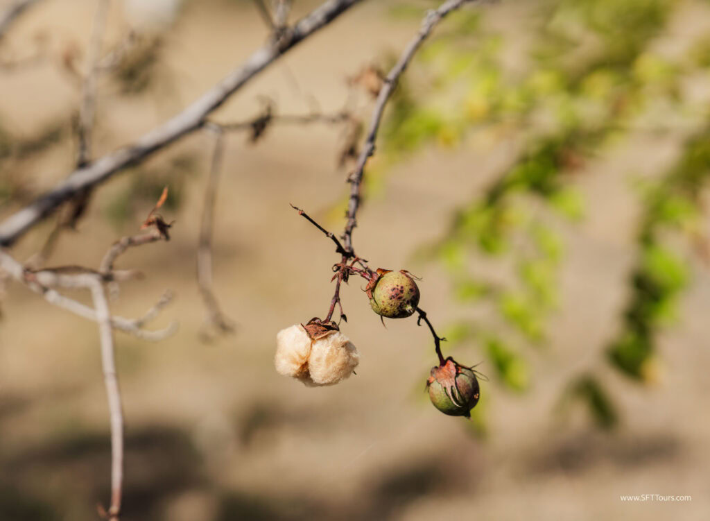 Oaxaca 2024 NYE Emily L-329
