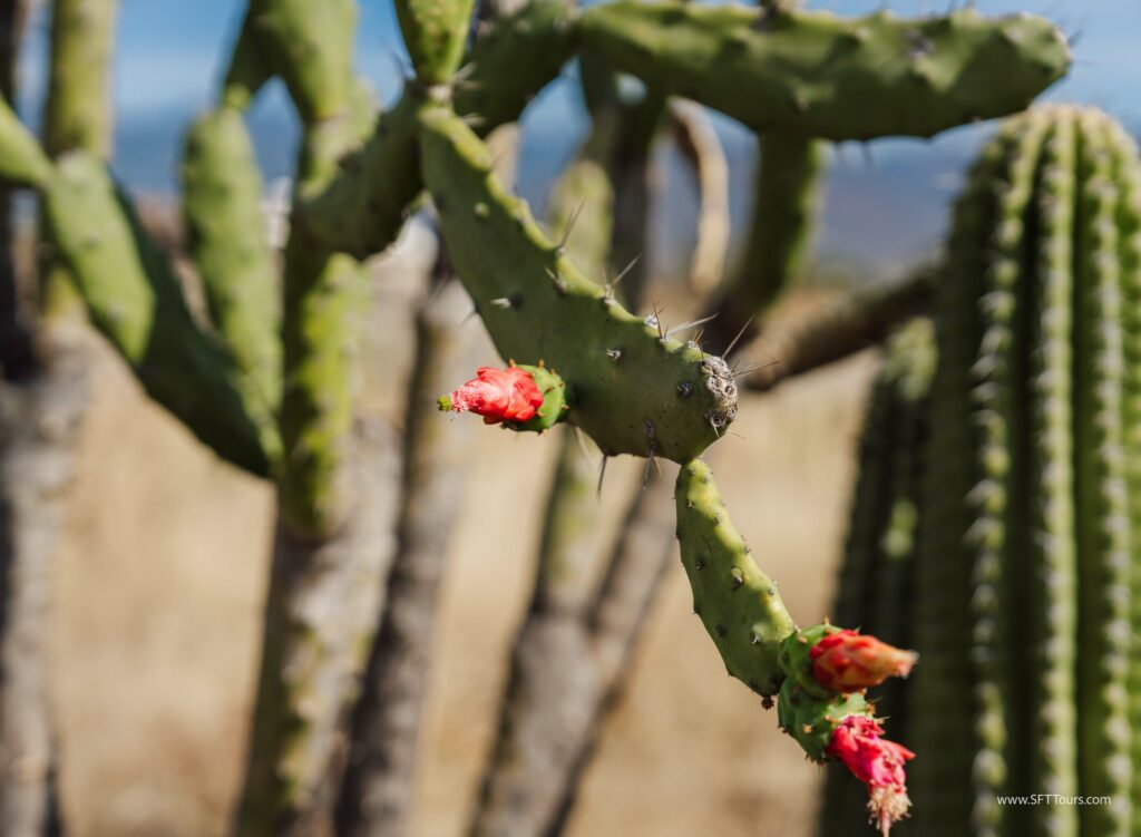Oaxaca 2024 NYE Emily L-331