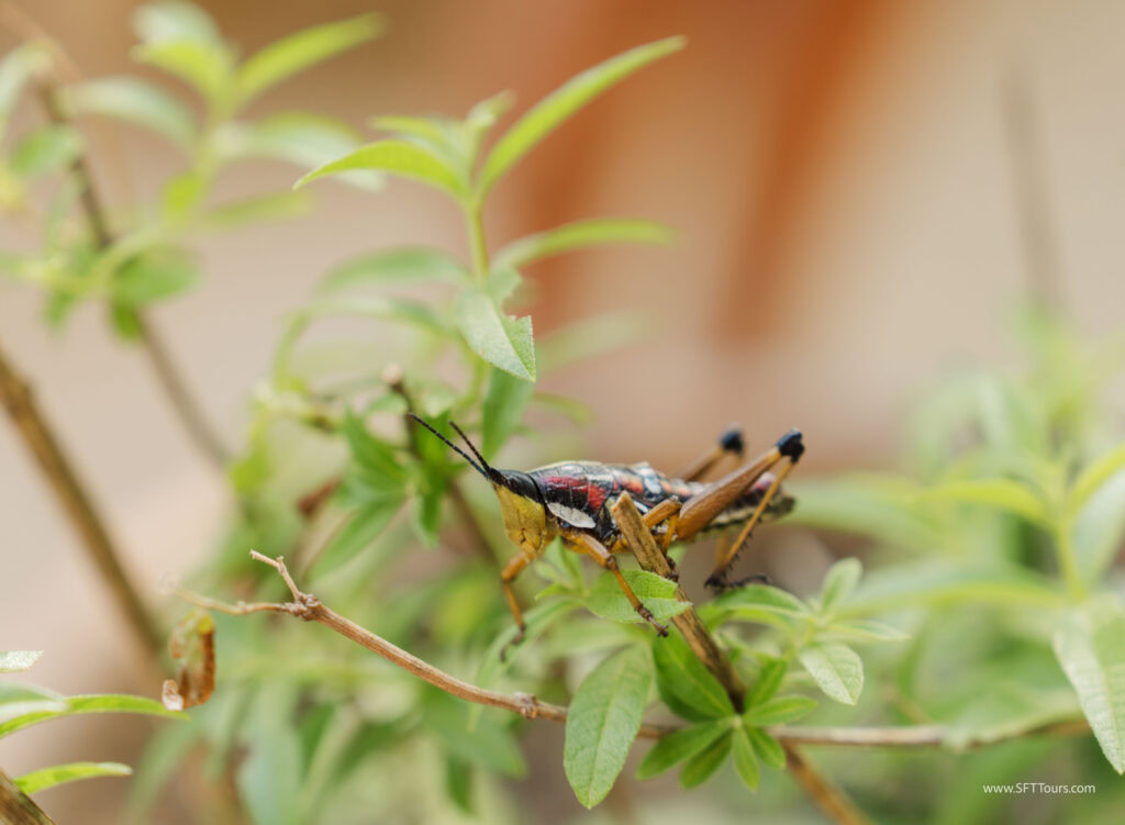 Oaxaca 2024 NYE Emily L-678