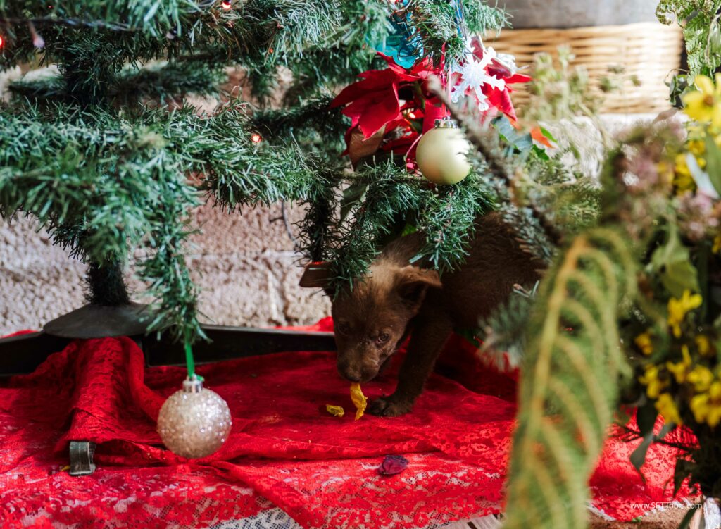 Oaxaca 2024 NYE Emily L-771