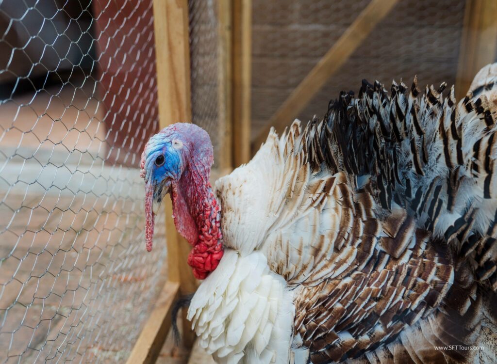 Oaxaca 2024 NYE Emily L-933