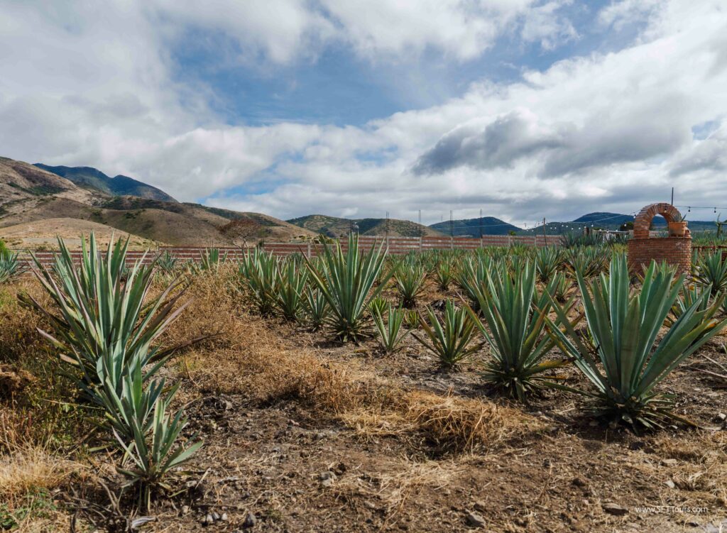 Oaxaca 2024 NYE Emily L-956