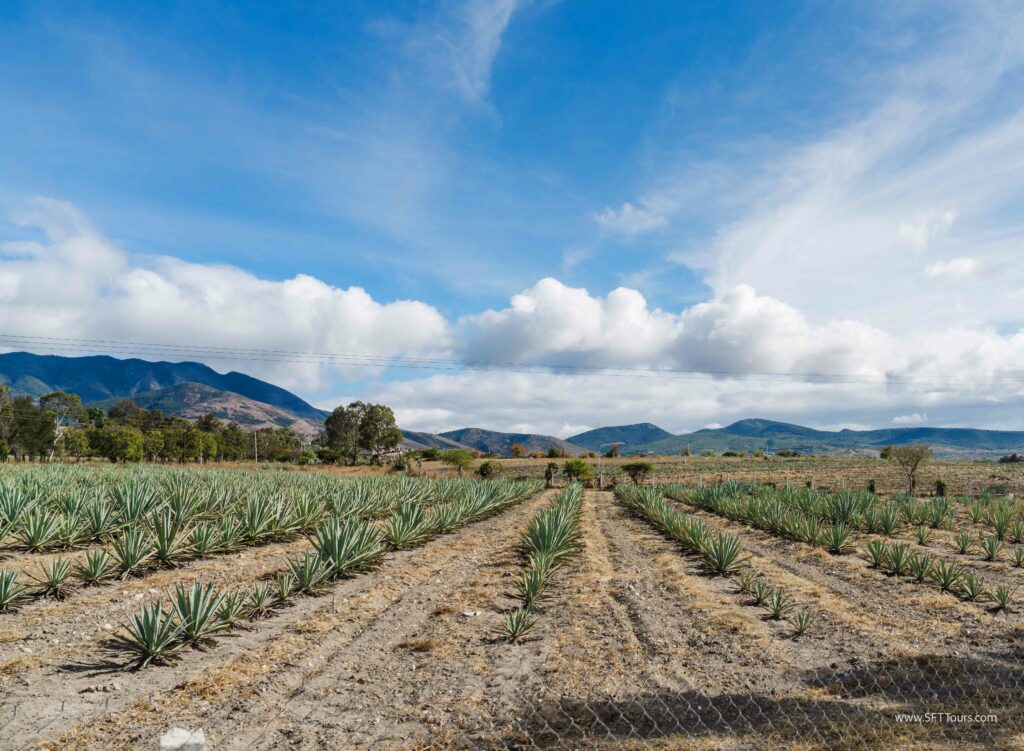 Oaxaca 2024 NYE Emily L-976