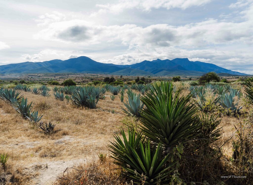 Oaxaca 2024 NYE Emily L-979