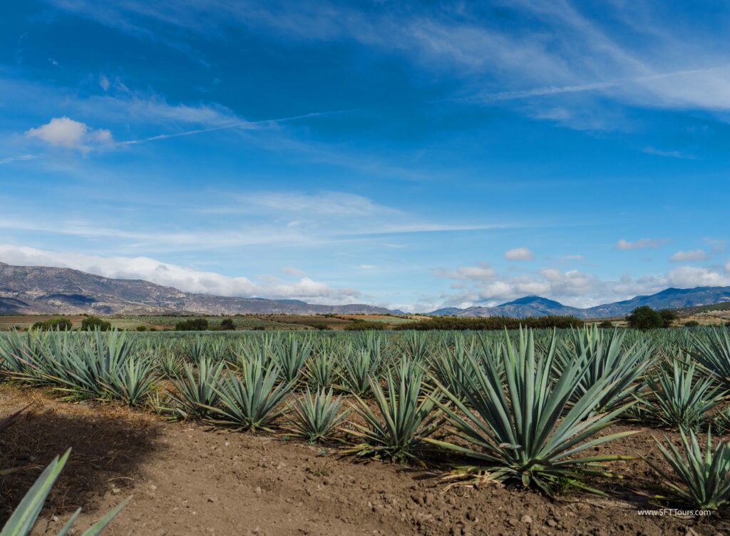 Oaxaca 2024 NYE Emily L-990