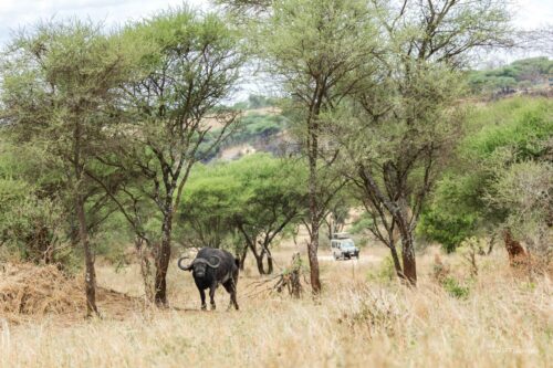 Tanzania_Luxe_Nov24_L-105