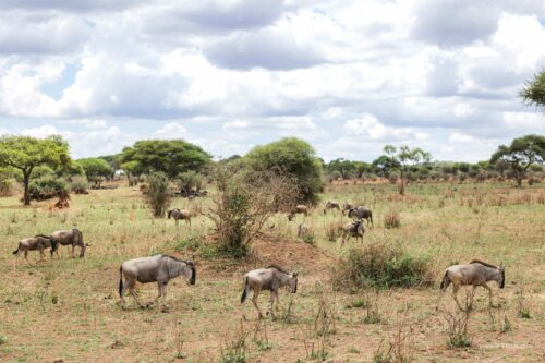 Tanzania_Luxe_Nov24_L-107