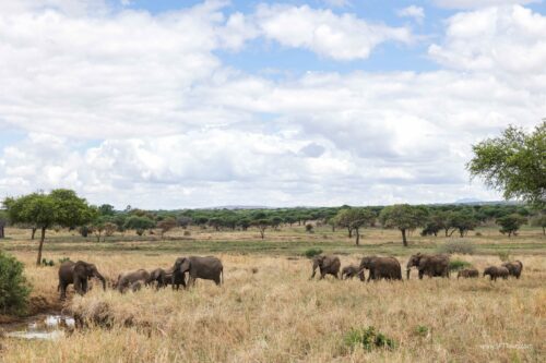 Tanzania_Luxe_Nov24_L-112