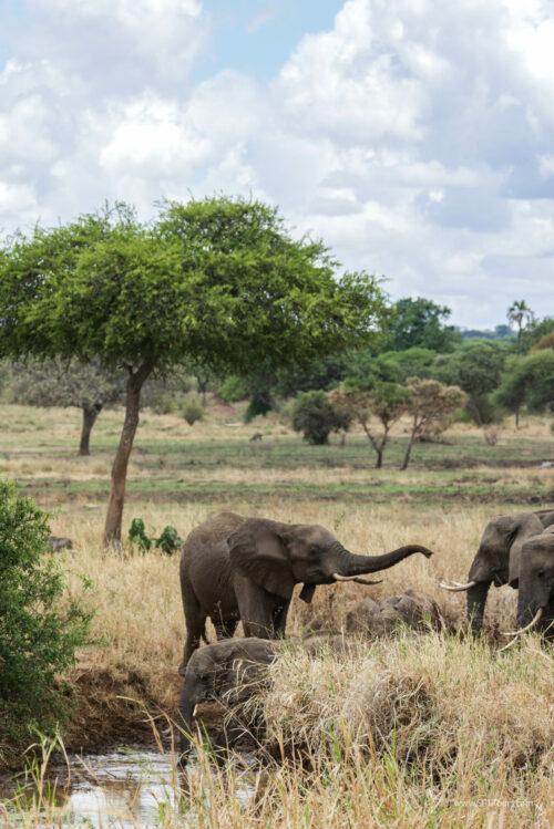 Tanzania_Luxe_Nov24_L-113