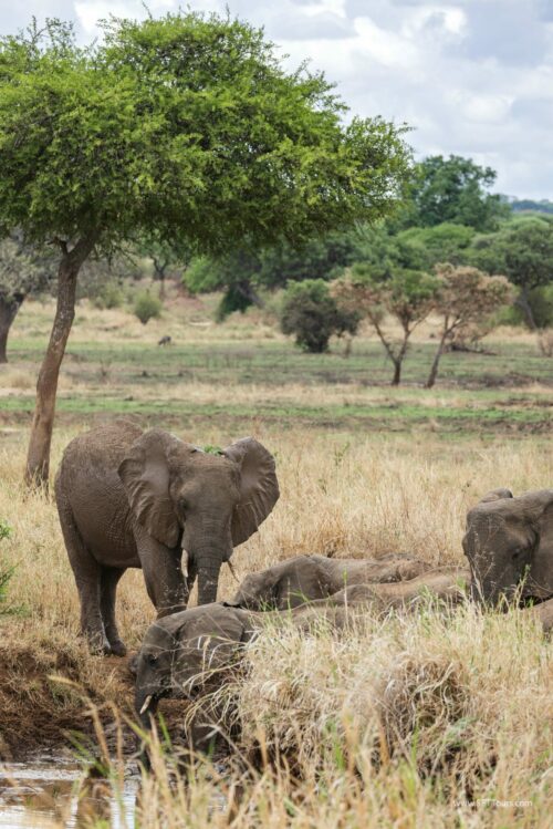 Tanzania_Luxe_Nov24_L-115