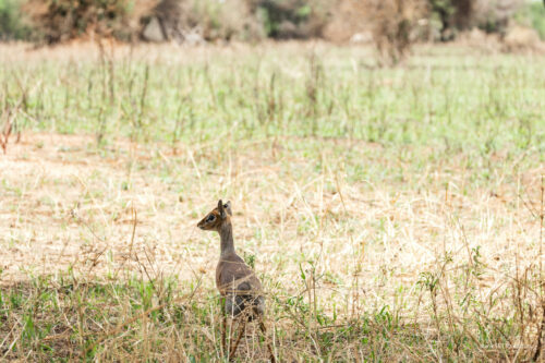 Tanzania_Luxe_Nov24_L-119