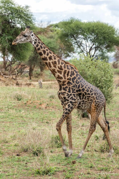 Tanzania_Luxe_Nov24_L-122