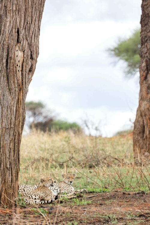 Tanzania_Luxe_Nov24_L-128