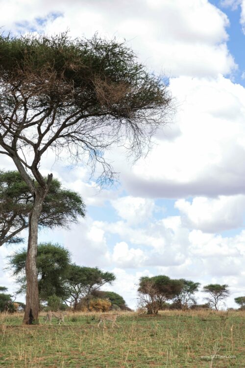 Tanzania_Luxe_Nov24_L-129