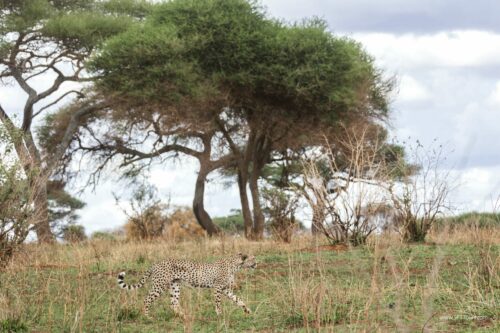 Tanzania_Luxe_Nov24_L-131