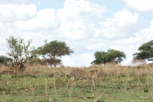 Tanzania_Luxe_Nov24_L-132