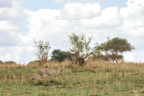 Tanzania_Luxe_Nov24_L-133