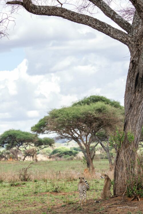 Tanzania_Luxe_Nov24_L-137