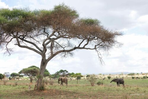Tanzania_Luxe_Nov24_L-138