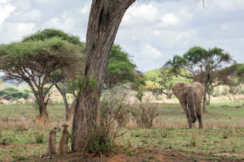Tanzania_Luxe_Nov24_L-140