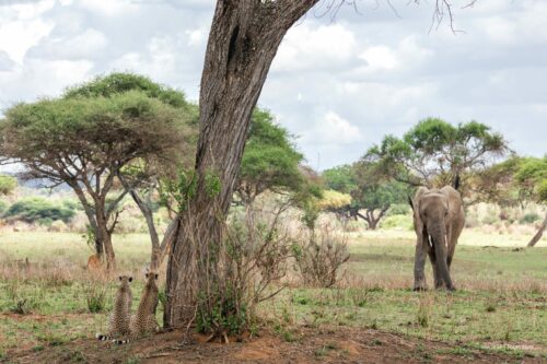Tanzania_Luxe_Nov24_L-142