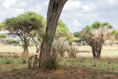 Tanzania_Luxe_Nov24_L-143