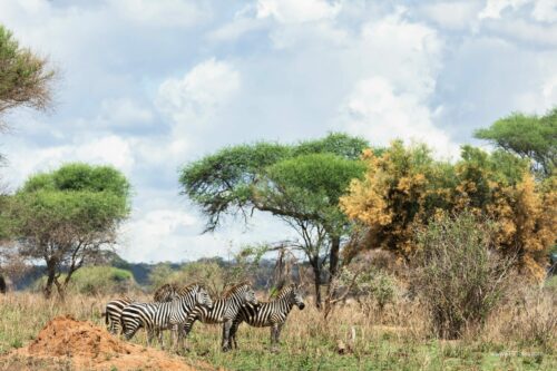 Tanzania_Luxe_Nov24_L-145