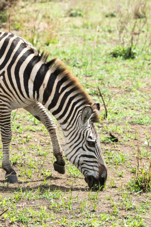 Tanzania_Luxe_Nov24_L-148