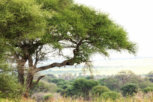 Tanzania_Luxe_Nov24_L-149