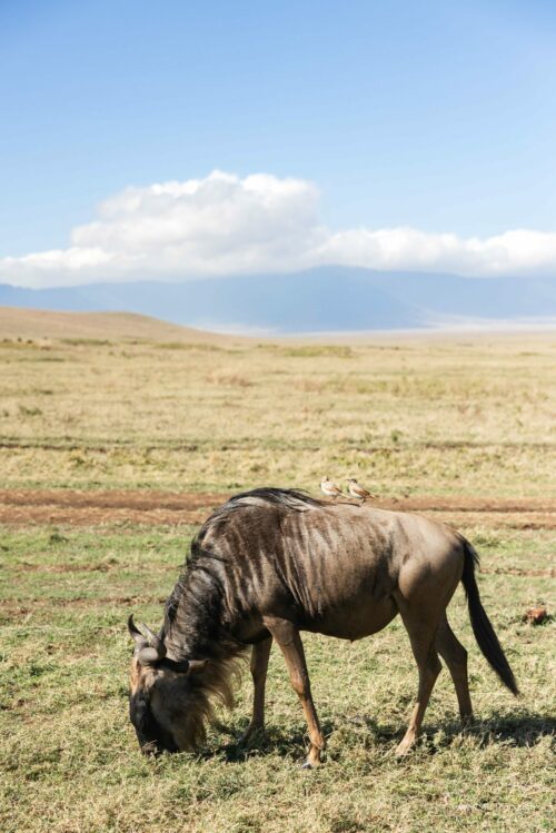 Tanzania_Luxe_Nov24_L-194