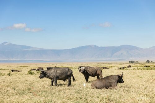 Tanzania_Luxe_Nov24_L-196