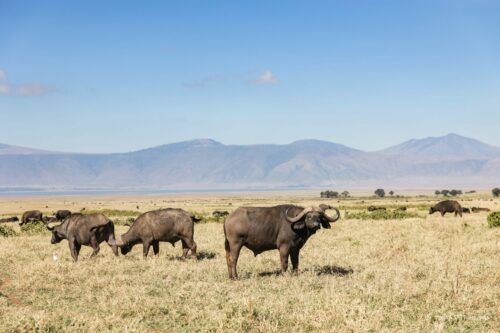 Tanzania_Luxe_Nov24_L-198