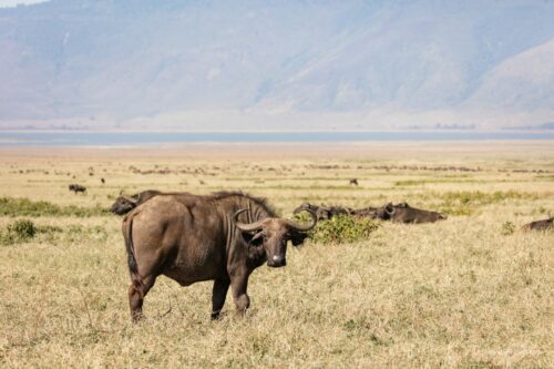 Tanzania_Luxe_Nov24_L-199