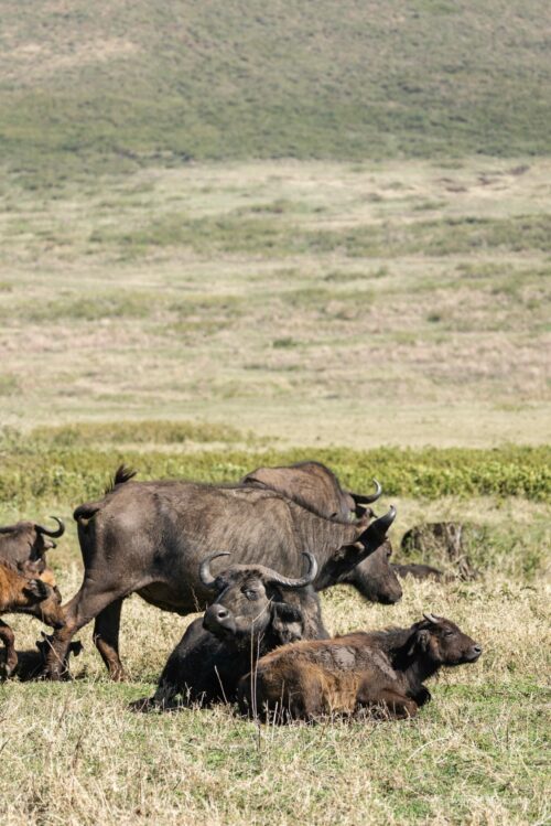 Tanzania_Luxe_Nov24_L-201
