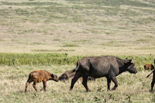 Tanzania_Luxe_Nov24_L-203