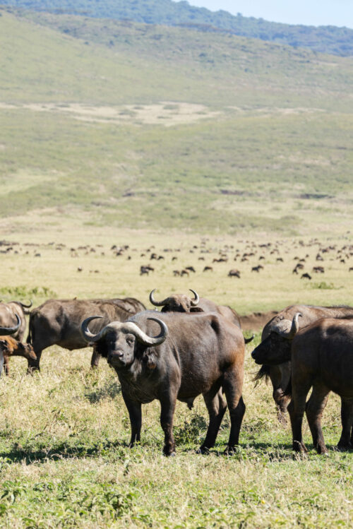 Tanzania_Luxe_Nov24_L-205