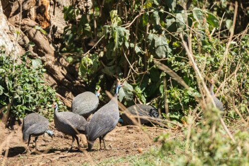 Tanzania_Luxe_Nov24_L-218