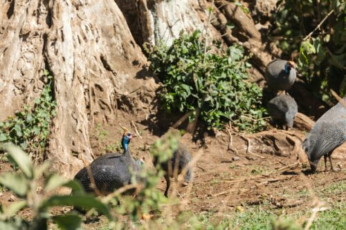Tanzania_Luxe_Nov24_L-219