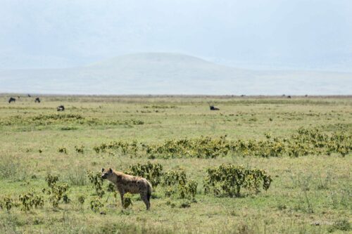 Tanzania_Luxe_Nov24_L-228