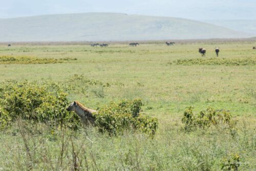 Tanzania_Luxe_Nov24_L-231